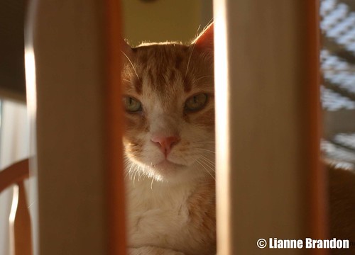 Kiki framed through the chair