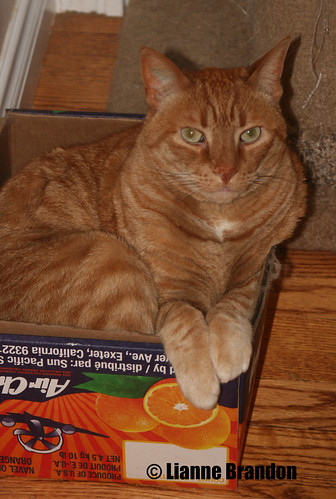 Basil in his box